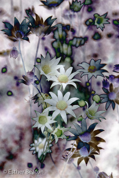 Flannel flowers (Actinotus helianthus) Sydney region, New South Wales