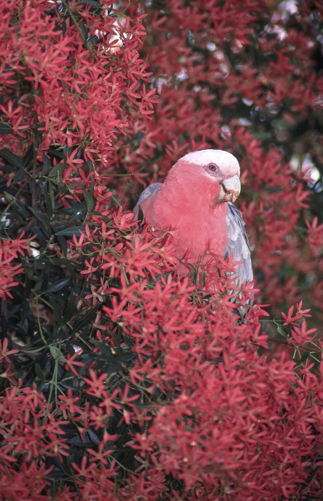 Galah in Christmas Bush