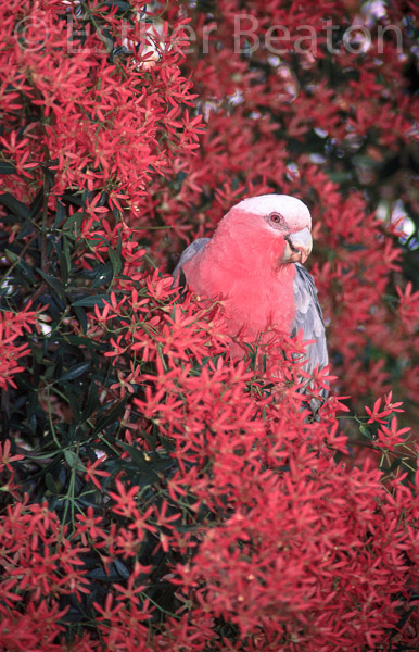 Galah in Christmas Bush, December, Sydney, NSW
