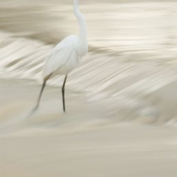 Great Egret (Ardea alba) fishing at causeway across flooded Cooper Creek, Innamincka, South Australia