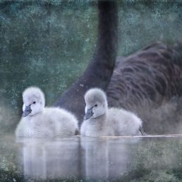 I hope this picture of two cygnets, sailing bravely in front of a protective Black Swan parent, strikes a cord with human parents. It speaks of guidance, yet not over-protectiveness, as well as nurturing, trust and faith.