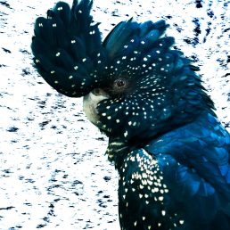 Red-tailed Black Cockatoo (Calyptorhynchus banksii) female, in aviary, Blackbutt Nature Reserve, Newcastle, New South Wales