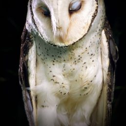 Mainland Masked Owl (Tyto novaehollandiae) male, from northern Australia