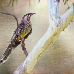 Red Wattlebird (Anthochaera carunculata) taking insect to nestling in eucalypt tree. southeastern Australia