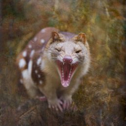 Tiger Quoll (Dasyurus maculata) aka Spotted-tail Quoll, southeastern Australia