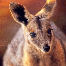 Yellow-footed Rock Wallaby (Petrogale xanthopus) facial portrait. Queensland. Threatened species
