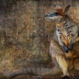 Swamp Wallaby (Wallabia bicolor), Australia Zoo, Queensland