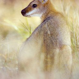 Red-necked Wallaby (Macropus rufogriseus) female with joey in pouch, foreground grassses lit by flash. Whiporee, northern New South Wales
