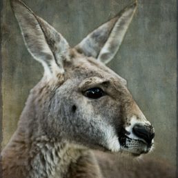 Red Kangaroo with expressive face at Australian Reptile Park. Central Coast, New South Wales