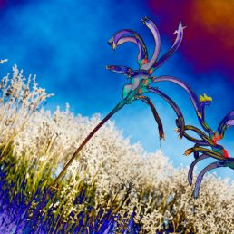 Mangles Kangaroo Paw (Anigozanthus manglesii) and Plume Smokebush (Conospermum incurvum) Yanchep National Park, Western Australia
