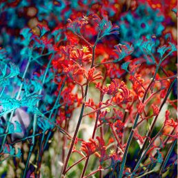 Flame Kangaroo Paw (Anigoznathus rufus) Centenary of Federation emblem, Kings Park and Botanic Garden, Perth, Western Australia