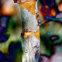 Bark layers shedding off small tree. Tidbinbilla Nature Reserve