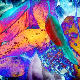 Fallen rainforest leaves, Katandra Reserve, Central Coast, New South Wales