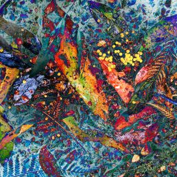 Leaves and wattle flowers decomposing on floor of a Mountain Ash forest. Donna Buang Rainforest Gallery, Yarra Ranges NP, Victoria.