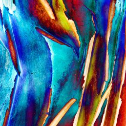 Bark of Gungurru (Eucalyptus caesia subsp. magna) Wheatbelt area of Western Australia.