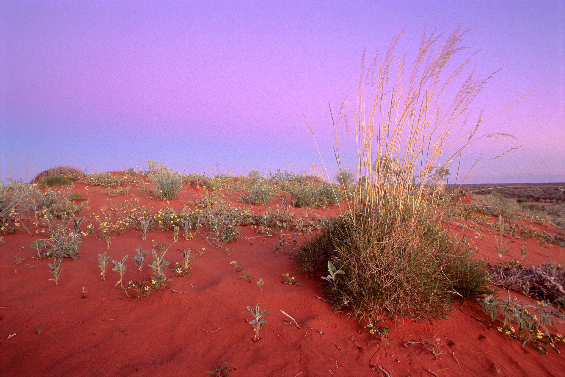 Spinifex plant on sand dune after sunset. Simpson Desert, Queensland / Northern Territory border.
