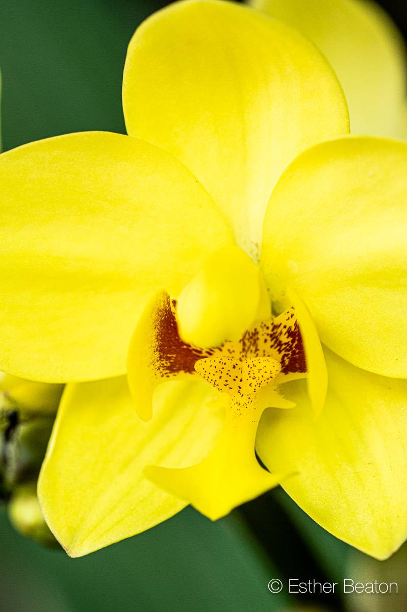 Orchid, Lemon Kiss, Spathoglottis sp,