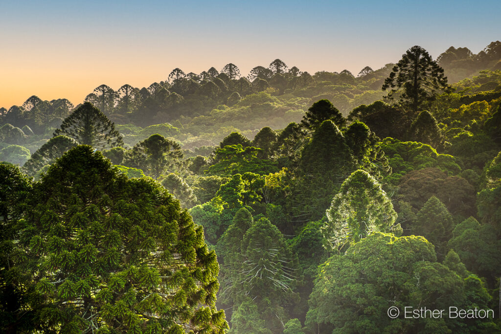 The Bunya Mountains are the ancestral land of the Wakka Wakka, Jarowair and Barunggam peoples, Queensland, Australia