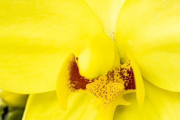 Orchid, Lemon Kiss, Spathoglottis sp,